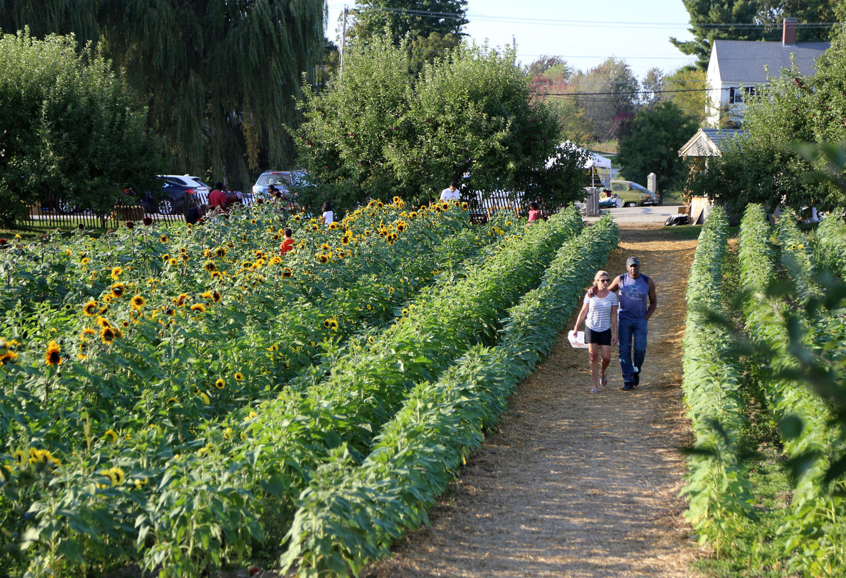 Scene Setter -- Lull Farm in Hollis